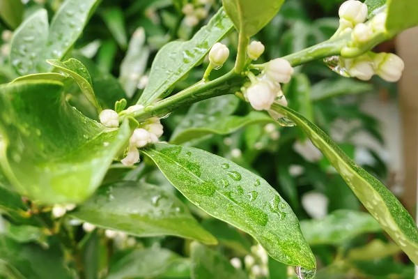 金桔开花如何维护，最好保持土壤微微湿润