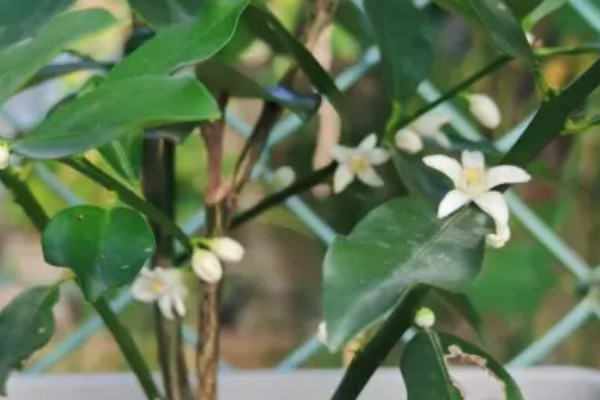 金桔开花如何维护，最好保持土壤微微湿润