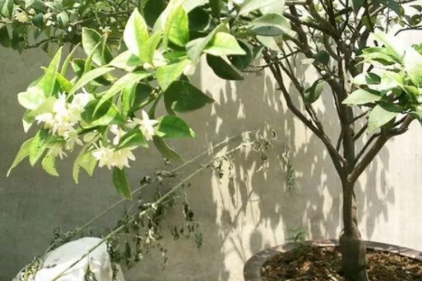 金桔开花如何维护，最好保持土壤微微湿润