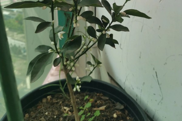 金桔开花如何维护，最好保持土壤微微湿润