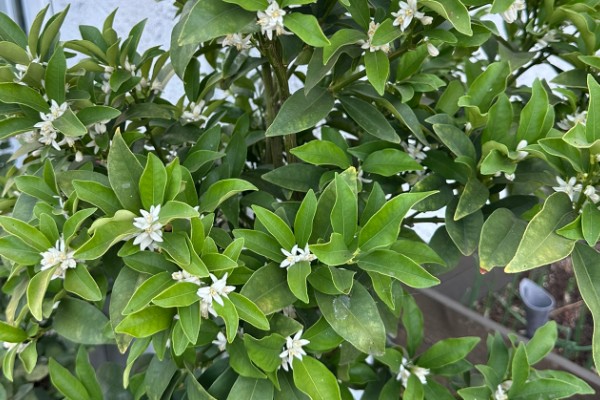 金桔开花如何维护，最好保持土壤微微湿润