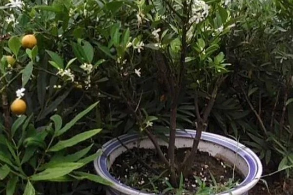 金桔开花如何维护，最好保持土壤微微湿润