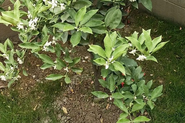 金桔开花如何维护，最好保持土壤微微湿润