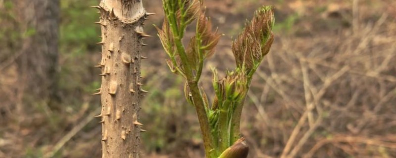 刺龙芽的食用方法，做煎饼、凉拌、做馅均可
