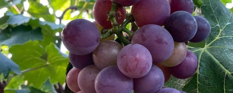 葡萄的主要品种，常见的有巨峰葡萄、户太8号等