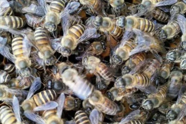 广东中蜂秋繁结束时间,没有严格意义上的秋繁期