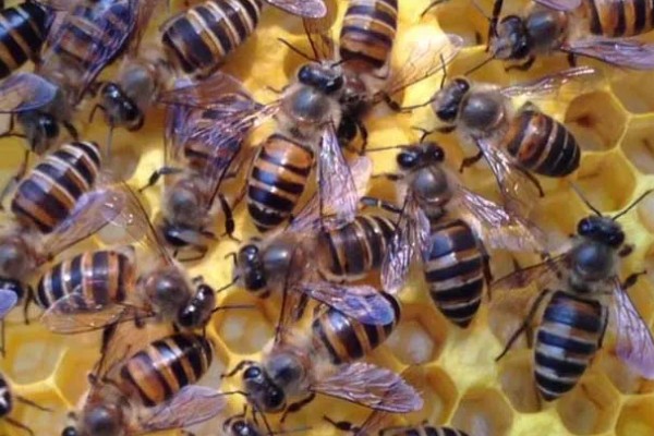 广东中蜂秋繁结束时间,没有严格意义上的秋繁期