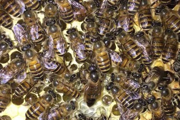 广东中蜂秋繁结束时间,没有严格意义上的秋繁期