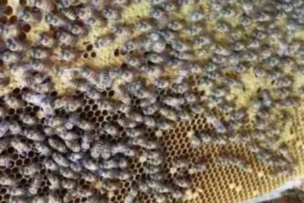 广东中蜂秋繁结束时间,没有严格意义上的秋繁期