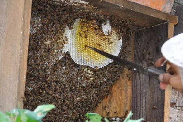 广东中蜂秋繁结束时间,没有严格意义上的秋繁期
