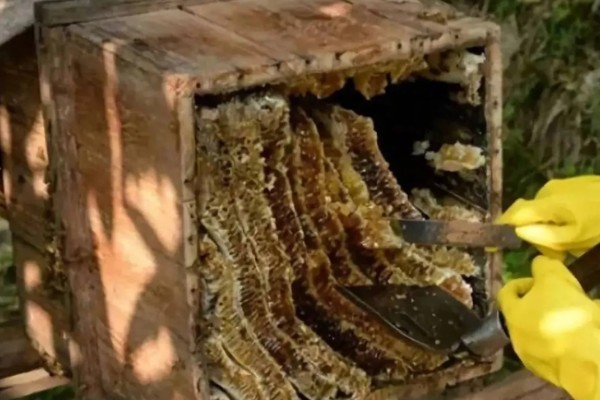 广东中蜂秋繁结束时间,没有严格意义上的秋繁期