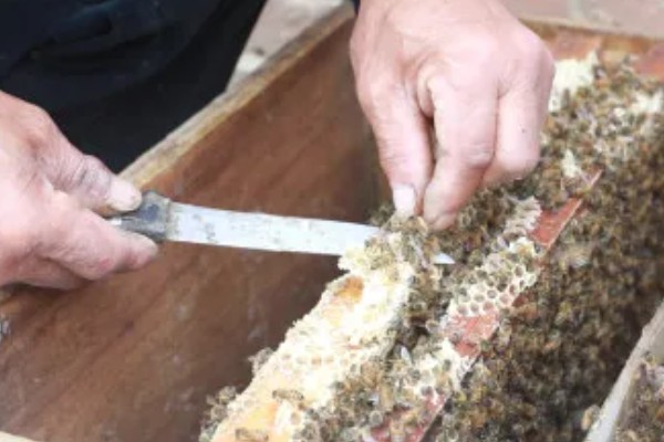 广东中蜂秋繁结束时间,没有严格意义上的秋繁期