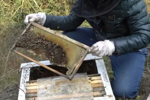 广东中蜂秋繁结束时间,没有严格意义上的秋繁期