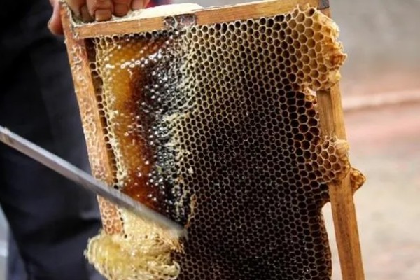 广东中蜂秋繁结束时间,没有严格意义上的秋繁期