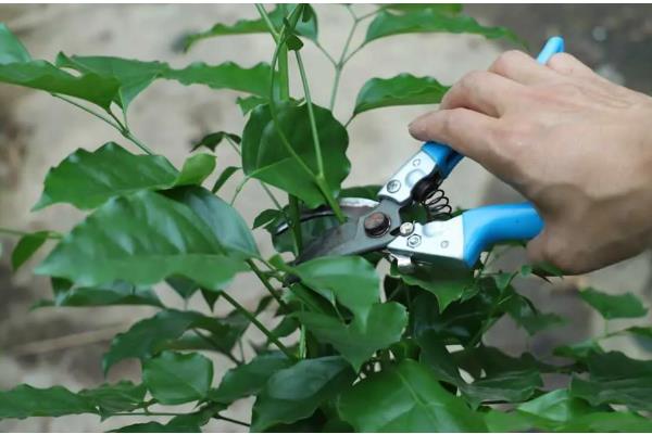 幸福树太高了如何修剪，可选择在春季萌芽前进行