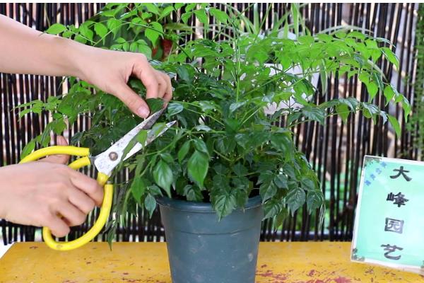 幸福树太高了如何修剪，可选择在春季萌芽前进行