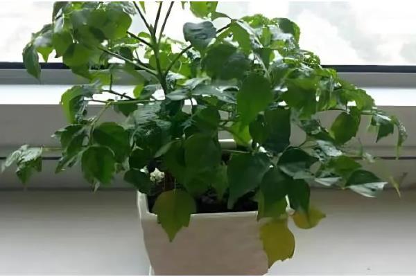 幸福树太高了如何修剪，可选择在春季萌芽前进行