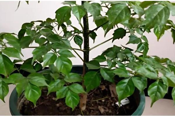 幸福树太高了如何修剪，可选择在春季萌芽前进行