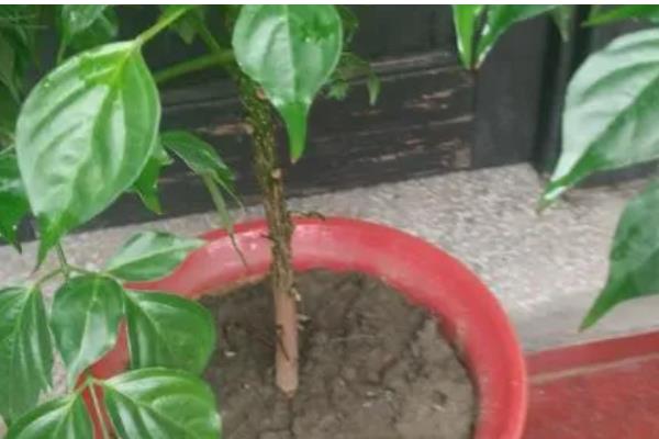 幸福树太高了如何修剪，可选择在春季萌芽前进行