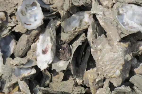 海蛎壳能加工成什么材料,可以加工成壳灰等材料