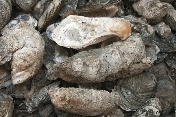 海蛎壳能加工成什么材料,可以加工成壳灰等材料