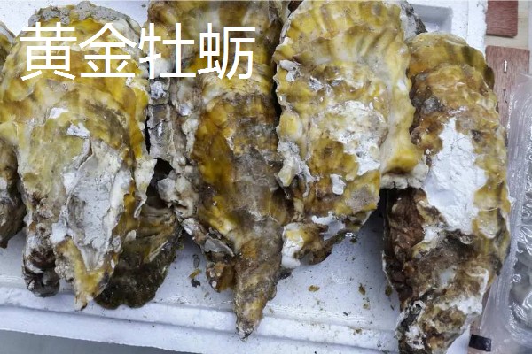 海蛎壳能加工成什么材料,可以加工成壳灰等材料