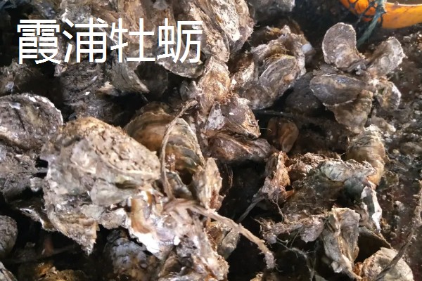 海蛎壳能加工成什么材料,可以加工成壳灰等材料