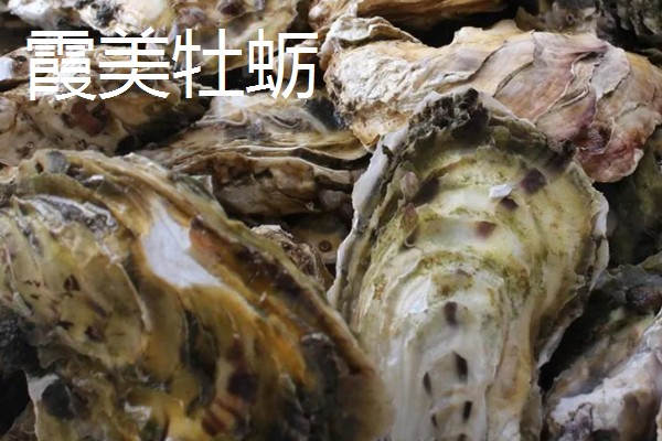 海蛎壳能加工成什么材料,可以加工成壳灰等材料