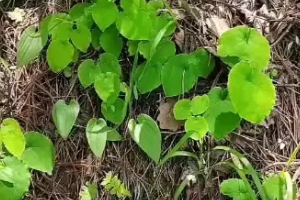 淫羊藿植物介绍,其株高20-60厘米