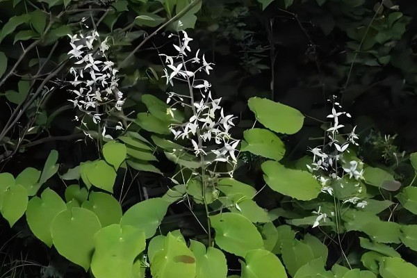 淫羊藿植物介绍,其株高20-60厘米