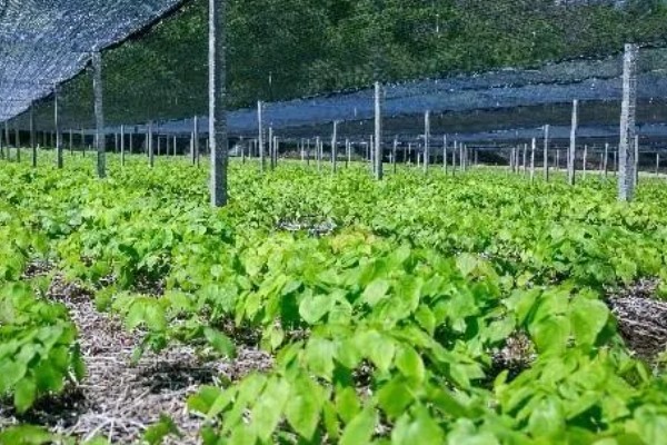 淫羊藿植物介绍,其株高20-60厘米