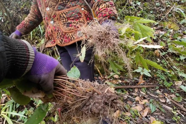 淫羊藿植物介绍,其株高20-60厘米