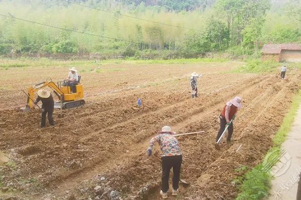 淫羊藿植物介绍,其株高20-60厘米