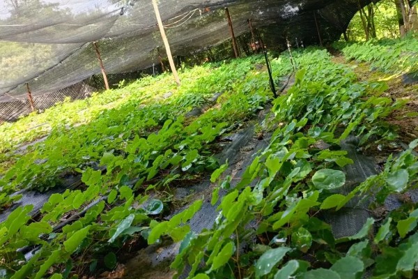 淫羊藿植物介绍,其株高20-60厘米