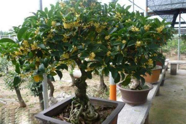 桂花冬季是否怕冻，温度过低时容易被冻伤