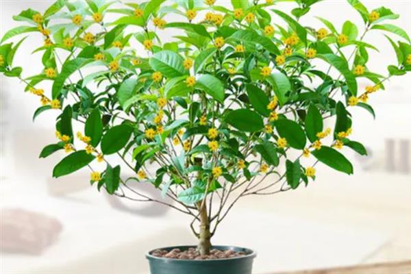 桂花冬季是否怕冻，温度过低时容易被冻伤