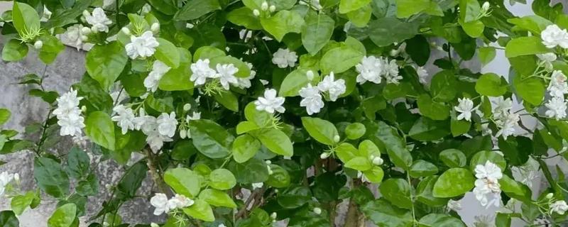 茉莉适不适合在卧室养，其香味浓郁不适合养在卧室