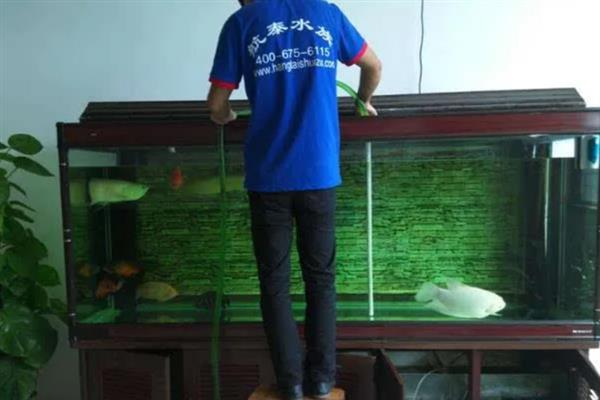 养罗汉鱼要注意什么，将水温保持在28-30℃