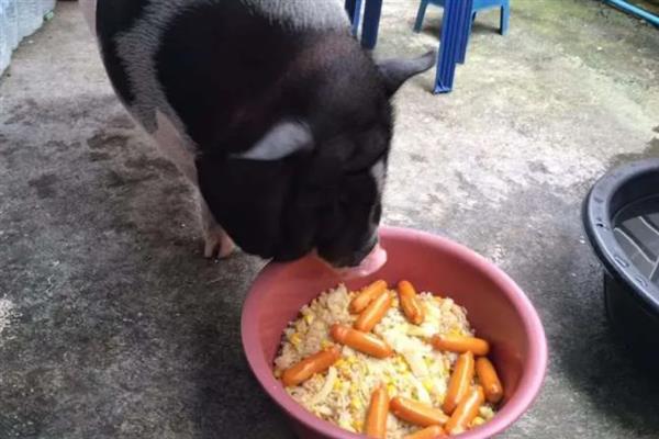 麝香猪多少钱一只，格通常卖到400-800元不等