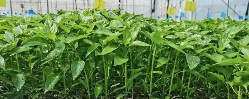 小米辣的育苗管理方法，可以在秋季进行育苗