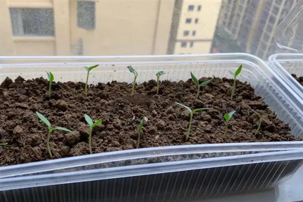 小米辣的育苗管理方法，可以在秋季进行育苗