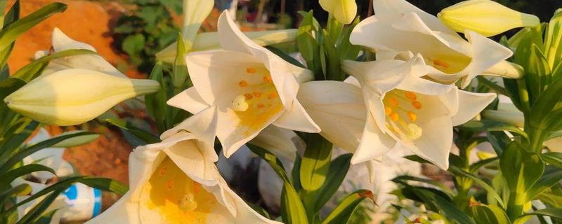 百合花的寓意是什么，寓意百年好合、永远幸福等