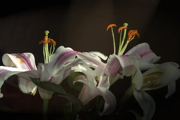 百合花的寓意是什么，寓意百年好合、永远幸福等