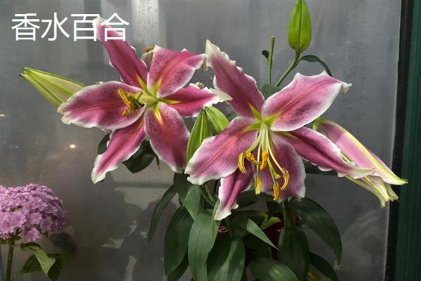 百合花的寓意是什么，寓意百年好合、永远幸福等