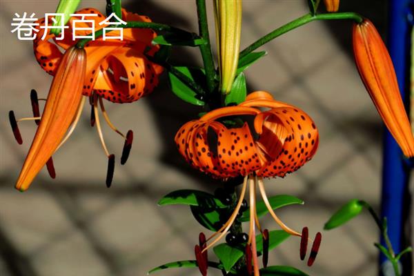 百合花的寓意是什么，寓意百年好合、永远幸福等