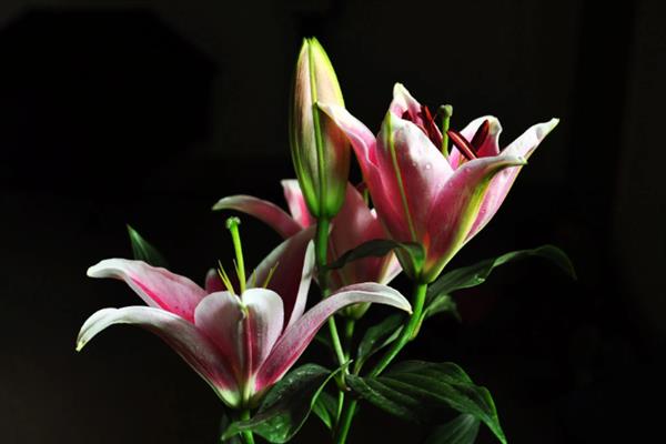 百合花的寓意是什么，寓意百年好合、永远幸福等