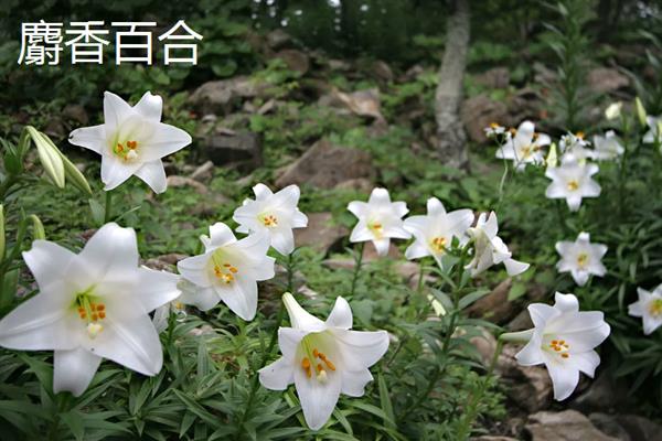 百合花的寓意是什么，寓意百年好合、永远幸福等