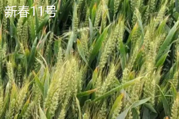 哪些小麦是半春性高产品种，常见新麦208、漯麦18等品种