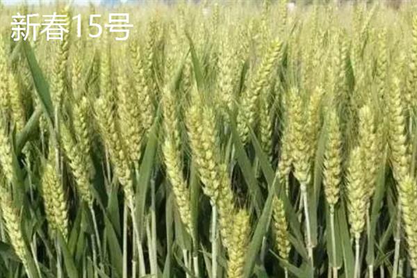 哪些小麦是半春性高产品种，常见新麦208、漯麦18等品种