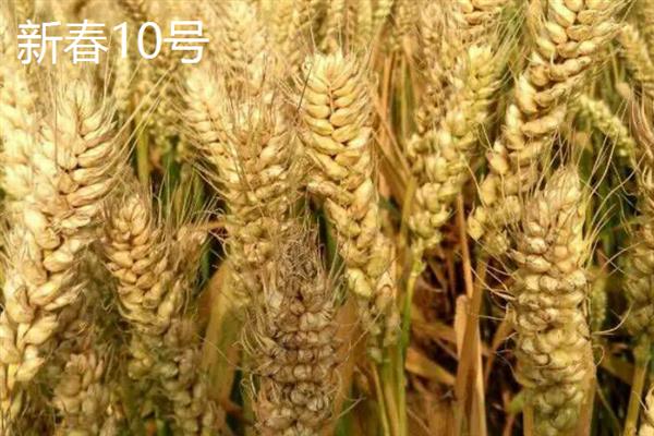 哪些小麦是半春性高产品种，常见新麦208、漯麦18等品种